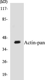 Western blot analysis of extracts from HeLa cells, using Actin-pan Antibody.