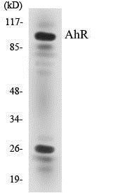 Western blot analysis of extracts from 293 cells, using AhR (Ab-36) Antibody.