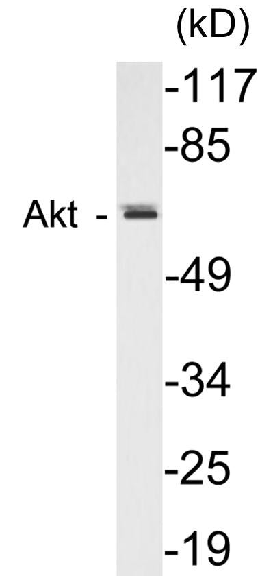 Western blot analysis of extracts from 293 cells, using AIRE Antibody.