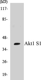 Western blot analysis of extracts from 293 cells, using Akt1 S1 (Ab-246) Antibody.