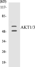 Western blot analysis of extracts from A549 cells, using AKT1/3 (Ab-437/434) Antibody.