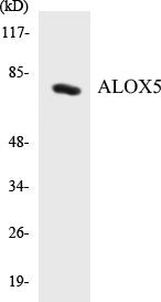 Western blot analysis of extracts from HuvEc cells, using Arachidonate 5 Lipoxygenase (Ab-271) Antibody.