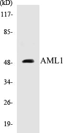 Western blot analysis of extracts from Jurkat cells, using AML1 (Ab-276) Antibody.
