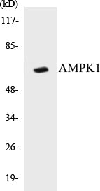 Western blot analysis of extracts from HT29 cells, using AMPK1 (Ab-485) Antibody.