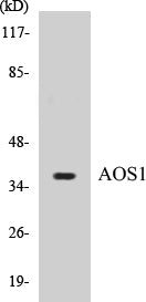 Western blot analysis of extracts from 293 cells, using AOS1 Antibody.