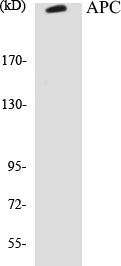 Western blot analysis of extracts from COLO205 cells, using APC Antibody.