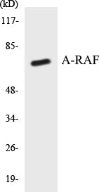 Western blot analysis of extracts from HeLa cells, treated with PMA 125ng/ml 30', using A-RAF (Ab-301/302) Antibody.