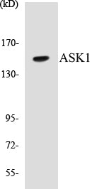 Western blot analysis of extracts from MDA-MB-435 cells, using ASK1 (Ab-83) Antibody.