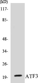 Western blot analysis of extracts from RAW264.7 cells, using ATF3 Antibody.