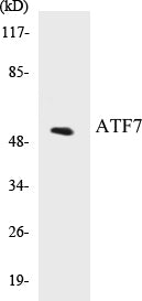 Western blot analysis of extracts from HeLa/HuvEc cells, using ATF7 Antibody.