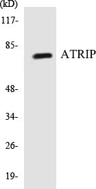 Western blot analysis of extracts from NIH-3T3 cells, using ATRIP (Ab-68/72) Antibody.