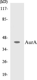 Western blot analysis of extracts from COS7 cells, using AurA (Ab-342) Antibody.
