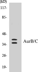 Western blot analysis of extracts from 293/HeLa/HepG2 cells, treated with Paclitaxel 1uM 24h, using AurB/C (Ab-202/175) Antibody.