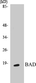 Western blot analysis of extracts from 293 cells, treated with Forskolin, using BAD (Ab-136) Antibody.
