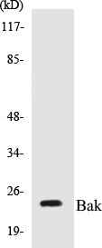Western blot analysis of extracts from 293 cells, using Bak Antibody.