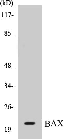 Western blot analysis of extracts from HepG2 cells, using Bax (Ab-167) Antibody.