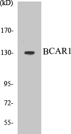 Western blot analysis of extracts from HuvEc cells, using p130 Cas (Ab-410) Antibody.