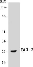 Western blot analysis of extracts from MCF7 cells, treated with Etoposide, using BCL-2 (Ab-56) Antibody.