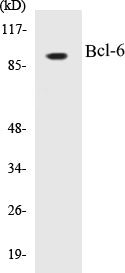 Western blot analysis of extracts from 293 cells, using Bcl-6 (Ab-333) Antibody.
