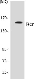 Western blot analysis of extracts from K562 cells, using Bcr (Ab-177) Antibody.