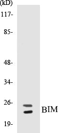 Western blot analysis of extracts from COS7 cells, using BIM Antibody.