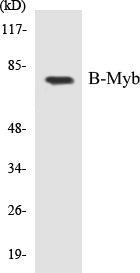 Western blot analysis of extracts from A549 cells, using B-Myb (Ab-577/581) Antibody.