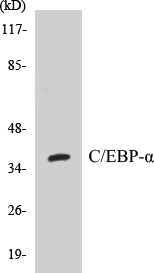 Western blot analysis of extracts from COS7 cells, treated with EGF 200ng/ml 30', using C/EBP-alpha (Ab-222) Antibody.