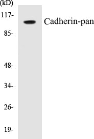 Western blot analysis of extracts from NIH-3T3 cells, using Cadherin-pan Antibody.