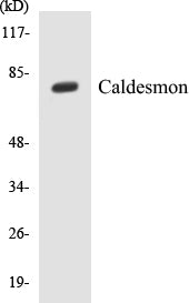 Western blot analysis of extracts from HeLa cells, treated with EGF 200ng/ml 30', using Caldesmon (Ab-789) Antibody.