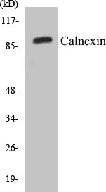 Western blot analysis of extracts from HeLa cells, treated with EGF 200ng/ml 30', using Calnexin (Ab-583) Antibody.