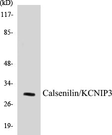 Western blot analysis of extracts from MCF-7/Jurkat/A549 cells, using Calsenilin/KCNIP3 (Ab-63) Antibody.