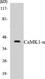 Western blot analysis of extracts from COLO cells, using CaMK1-alpha (Ab-177) Antibody.