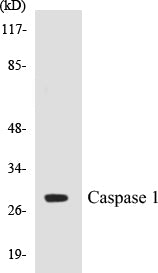 Western blot analysis of extracts from 293/MCF-7/HeLa cells, using Caspase 1 (Ab-376) Antibody.