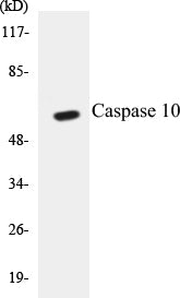 Western blot analysis of extracts from HeLa cells, using Caspase 10 Antibody.