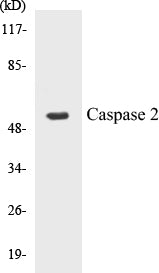 Western blot analysis of extracts from K562, using Caspase 2 (Ab-157) Antibody.
