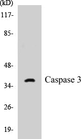 Western blot analysis of extracts from NIH-3T3 cells, treated with Etoposide 25uM 24h, using Caspase 3 (Ab-150) Antibody.