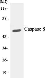 Western blot analysis of extracts from A549/K562, using Caspase 8 (Ab-347) Antibody.