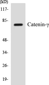 Western blot analysis of extracts from HeLa cells, using Catenin-gamma Antibody.