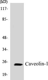 Western blot analysis of extracts from NIH-3T3 cells, using Caveolin-1 (Ab-14) Antibody.