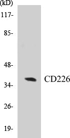 Western blot analysis of extracts from COS7/K562 cells, treated with PMA 125ng/ml 30' , using CD226/DNAM-1 (Ab-329) Antibody.