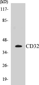 Western blot analysis of extracts from 293/HepG2/HeLa cells, treated with PMA 125ng/ml 30', using CD32 (Ab-292) Antibody.