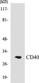 Western blot analysis of extracts from COS7 cells, using CD40 Antibody.