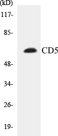 Western blot analysis of extracts from 293 cells, treated with PMA 125ng/ml 30' , using CD5 (Ab-Tyr453) Antibody.