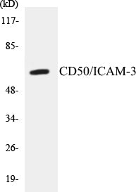 Western blot analysis of extracts from HepG2 cells treated with TNF, using CD50/ICAM-3 (Phospho-Ser518) Antibody.