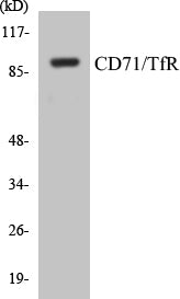 Western blot analysis of extracts from 293 cells, treated with PMA 125ng/ml 30' , using CD71/TfR (Ab-24) Antibody.