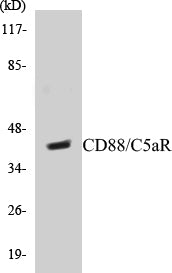 Western blot analysis of extracts from HeLa cells, treated with PMA 125ng/ml 30', using CD88/C5aR (Ab-338) Antibody.