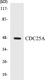 Western blot analysis of extracts from Jurkat cells, using CDC25A (Ab-178) Antibody.