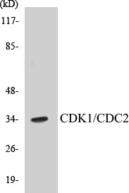 Western blot analysis of extracts from HepG2 cells, treated with Forskolin 40nM 30', using CDK1/CDC2 (Ab-14) Antibody.