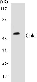 Western blot analysis of extracts from NIH-3T3 cells, using Chk1 (Ab-317) Antibody.