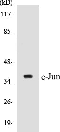 Western blot analysis of extracts from HeLa/293/3T3 cells, using c-Jun (Ab-170) Antibody.
